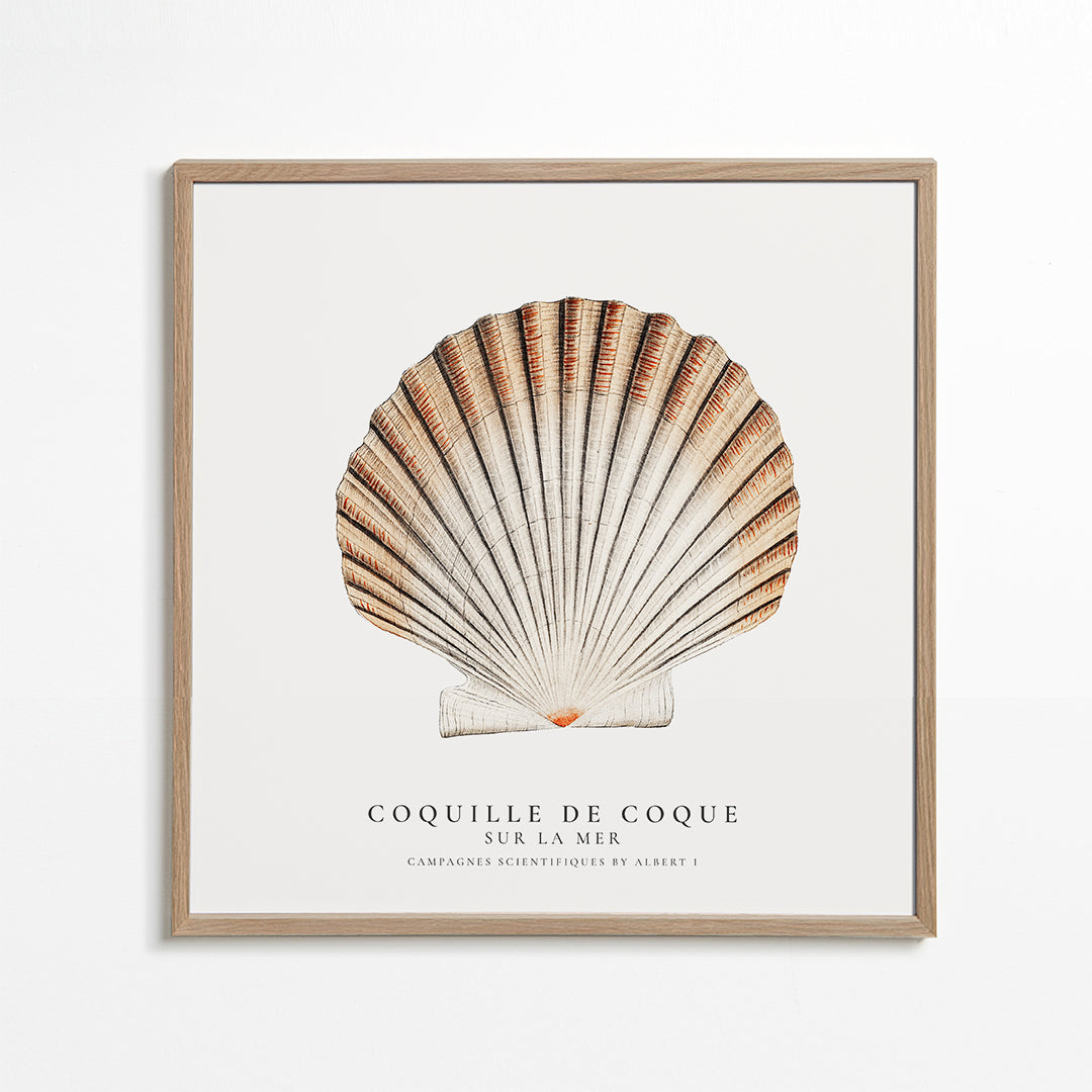 Skorter | Seashell - Sealife collection - SQUARE