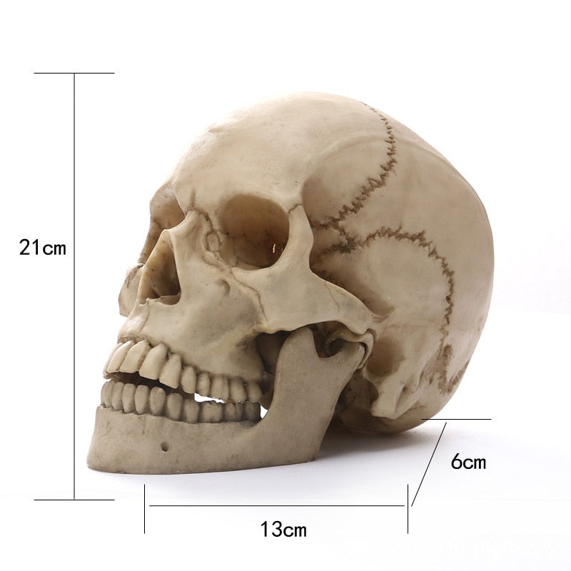 Skorter | 1:1 Human Head Skull Statue for Home Decor Resin Figures Halloween Decoration Sculpture Medical Teaching Sketch Model Craft