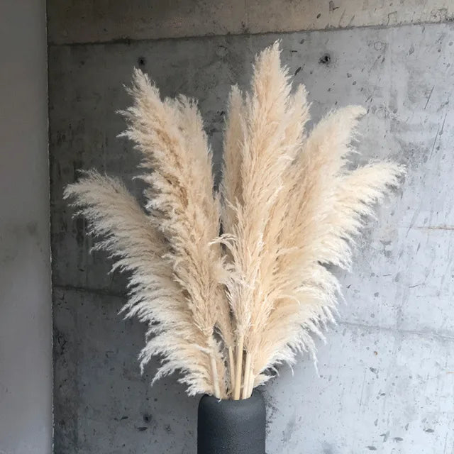 Skorter | BohoBliss - Dried Pampas Grass