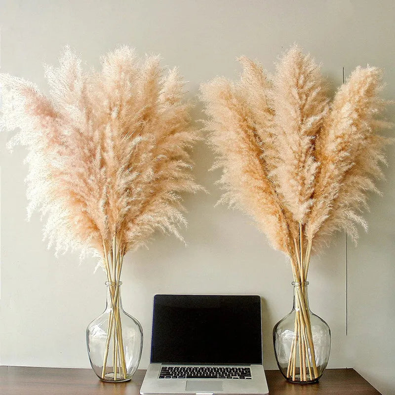 Skorter | BohoBliss - Dried Pampas Grass