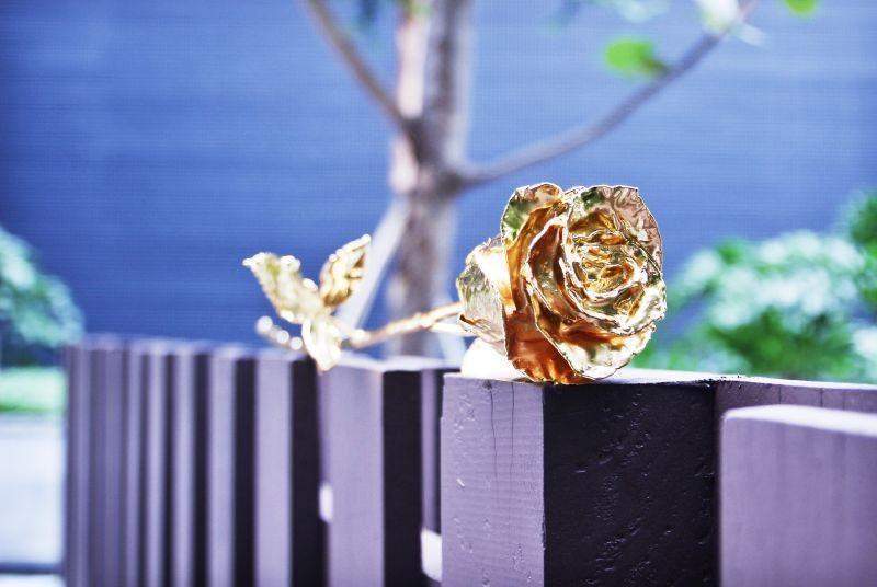 Skorter | 24K Gold Roses