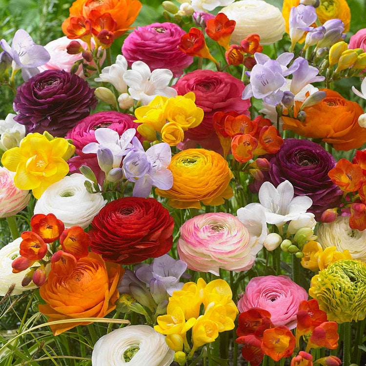 Skorter | Multicolor Ranunculus Asiaticus Bulbs