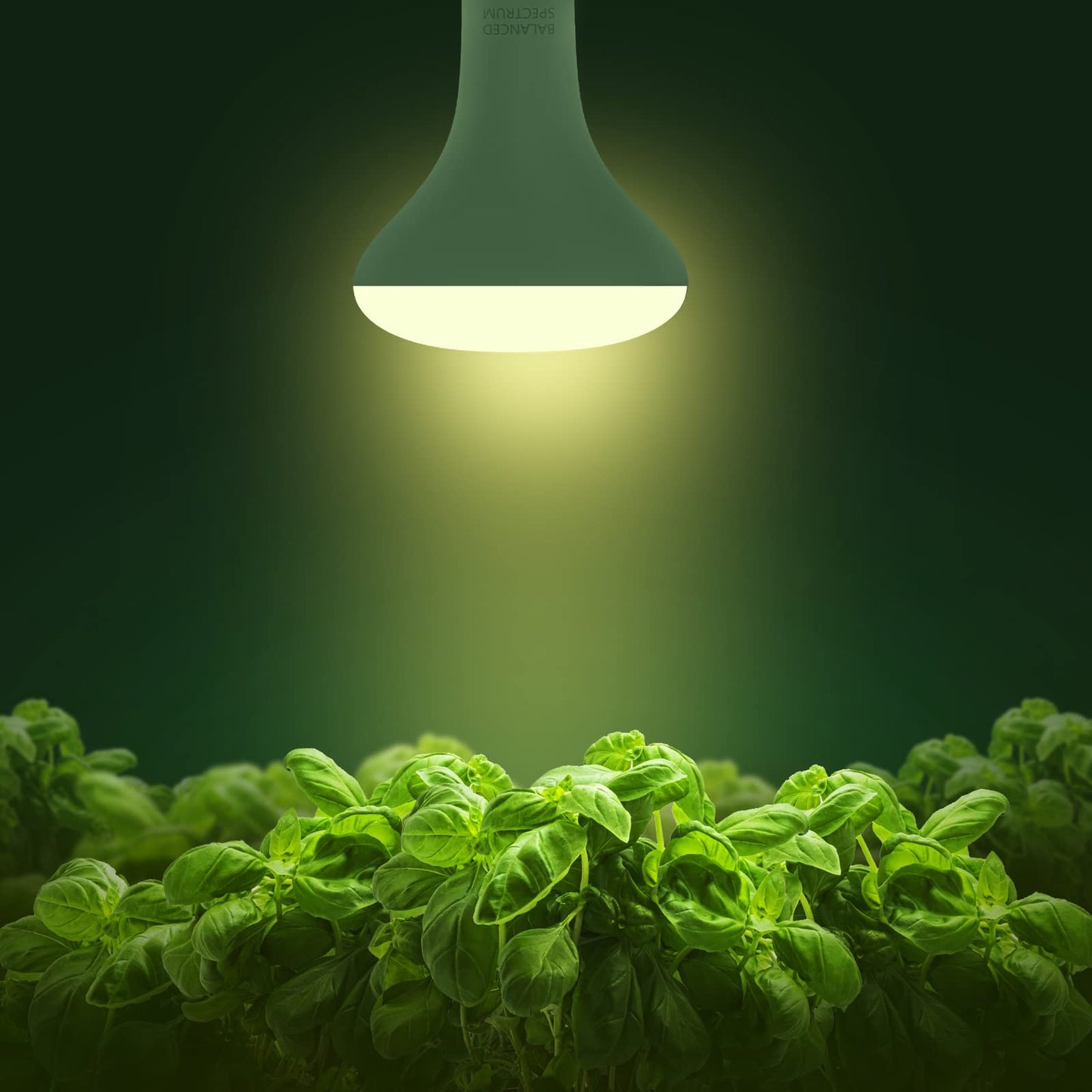 Skorter | Briignite LED Grow Light Bulbs, Full Spectrum 12W E26, 4 Pack for Indoor Plants & Hydroponics
