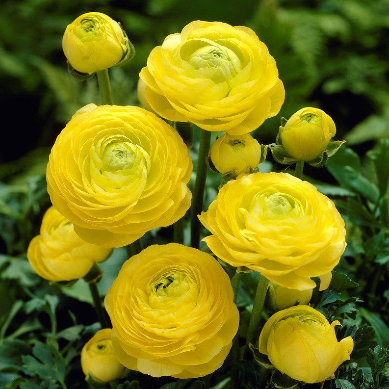 Skorter | Multicolor Ranunculus Asiaticus Bulbs
