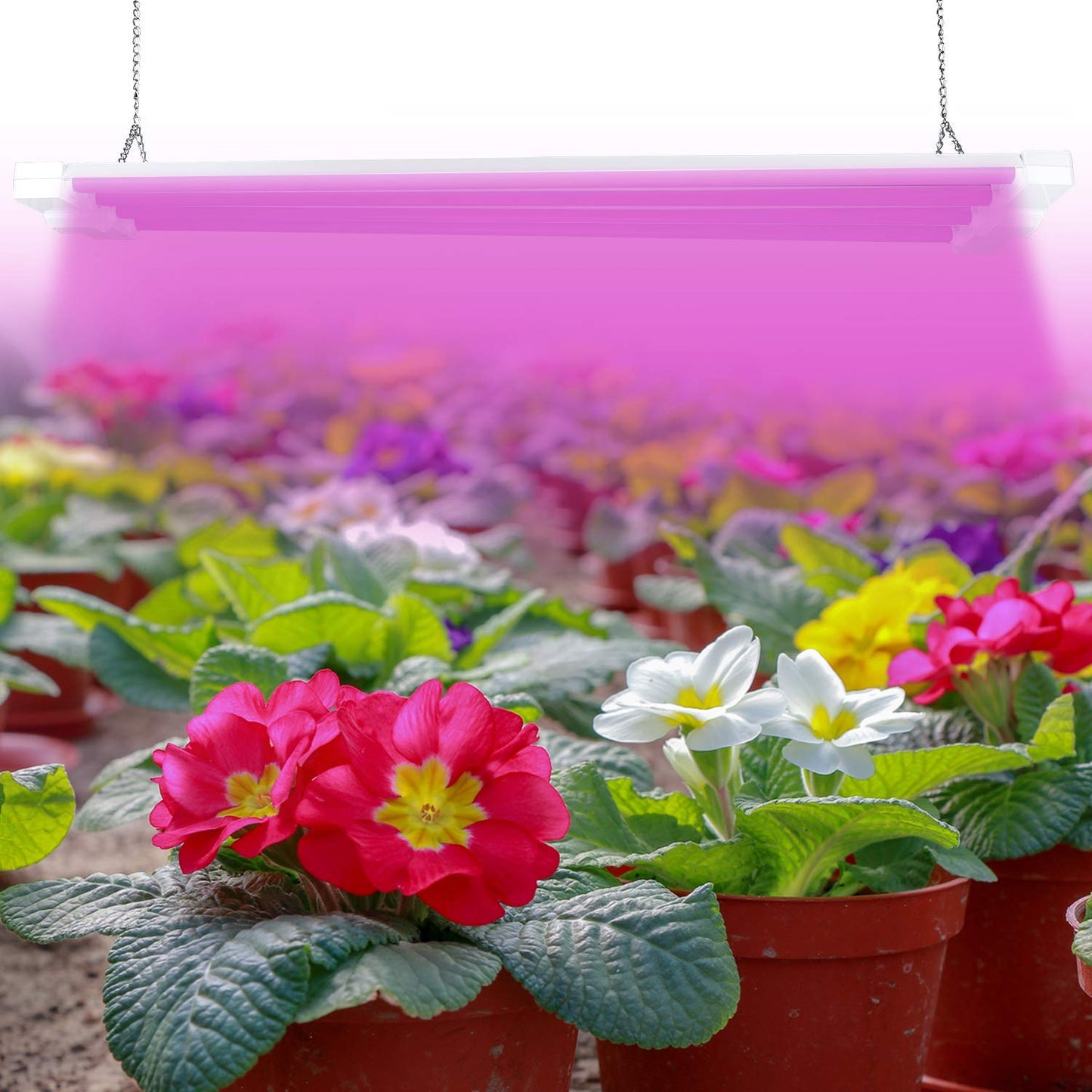 Skorter | Antlux 4Ft Led Grow Light 50W Full Spectrum for Hydroponics & Indoor Plants, Plug-In