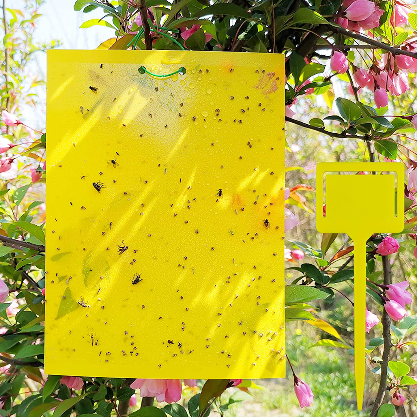 Skørter | 50 Sheets Yellow Sticky Traps, Fruit Fly Traps, for Indoor and Outdoor, Includes Twisted Tovar and Plastic Holders