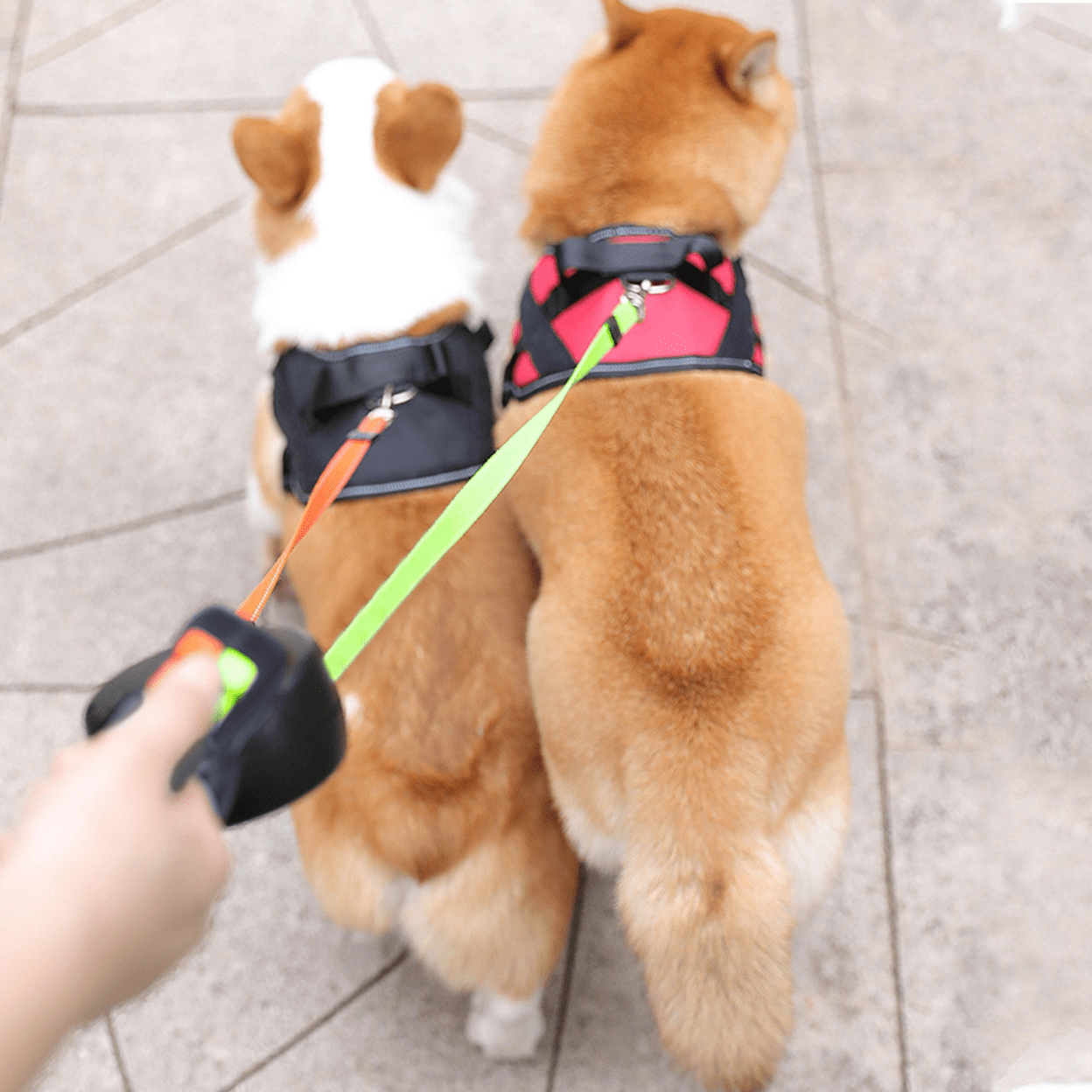 Skorter | DoubleDog Retractable Dual Dog Lead with Anti-Tangle Swivel & Built-in Torch – 4m Extendable for Two Dogs