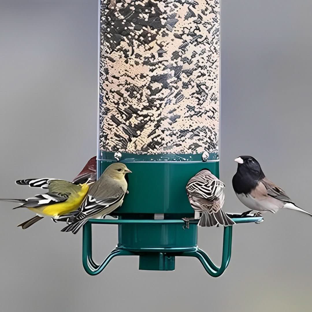 Skorter | Squirrel-Proof Birdhouse with weight-controlled feeder