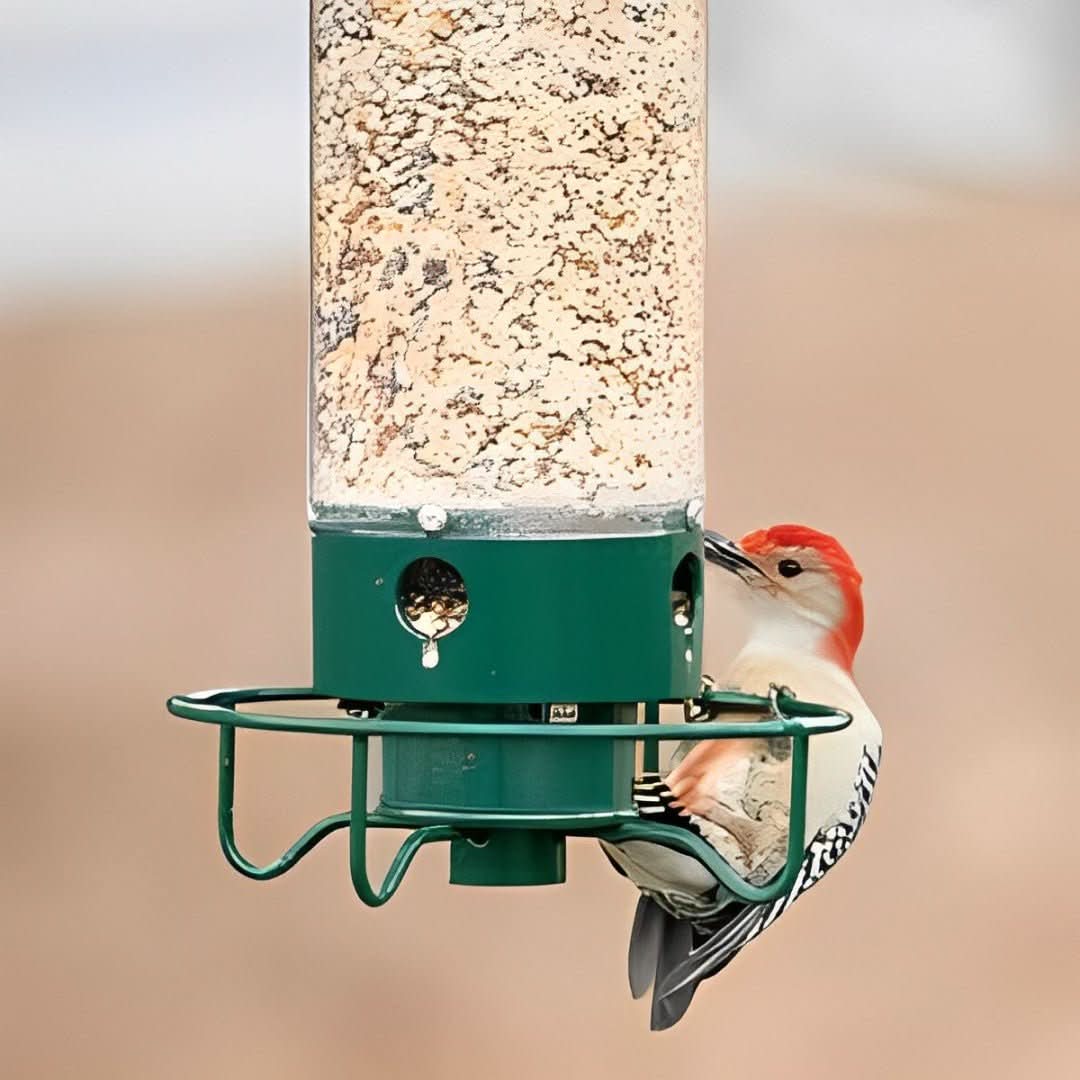 Skorter | Squirrel-Proof Birdhouse with weight-controlled feeder