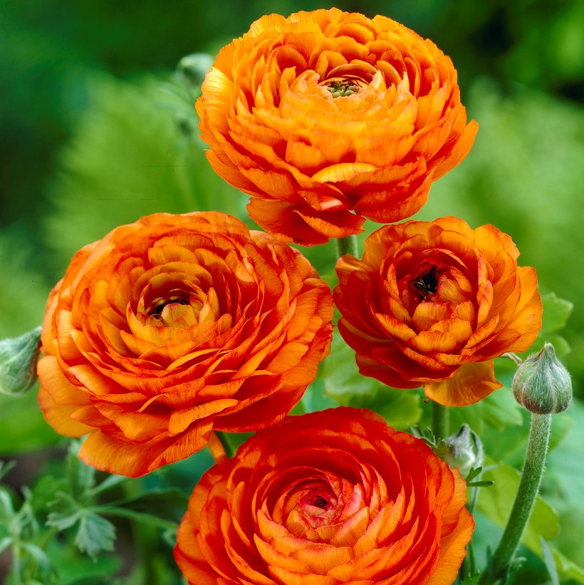 Skorter | Multicolor Ranunculus Asiaticus Bulbs
