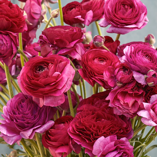 Skorter | Multicolor Ranunculus Asiaticus Bulbs