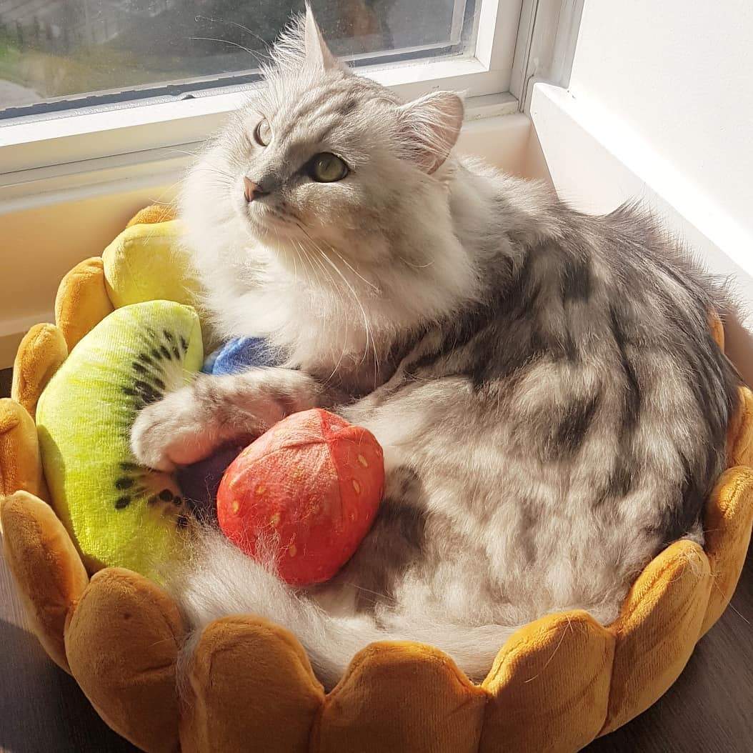Skorter | Fruit tart Cat bed