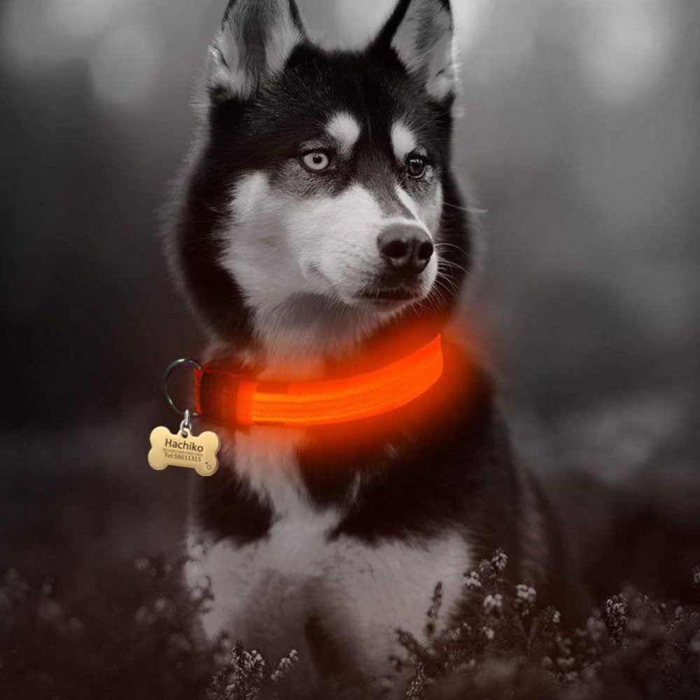 Skorter | LED Dog Collar - 5 Pieces Set