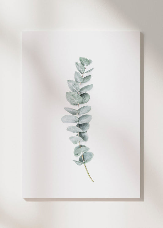 Skorter | Canvas Eucalyptus II