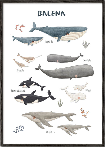 Skorter | Ballenas on white background (Italian)