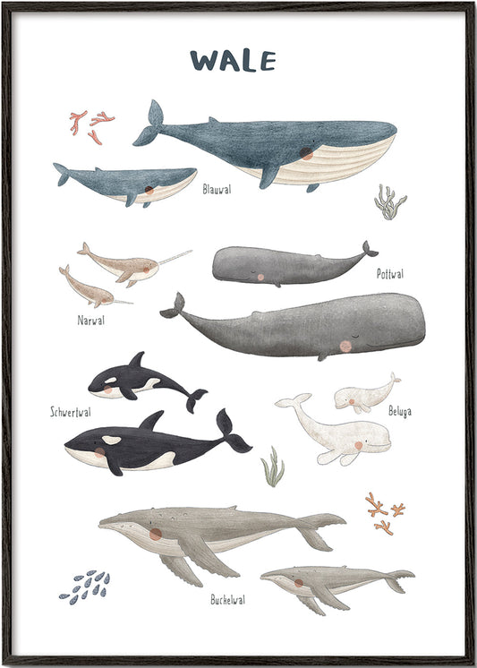 Skorter | Ballenas on white background (German)