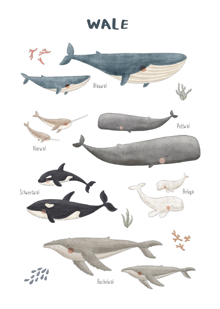 Skorter | Ballenas on white background (German)