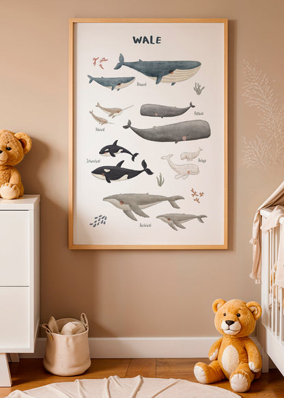 Skorter | Ballenas on white background (German)