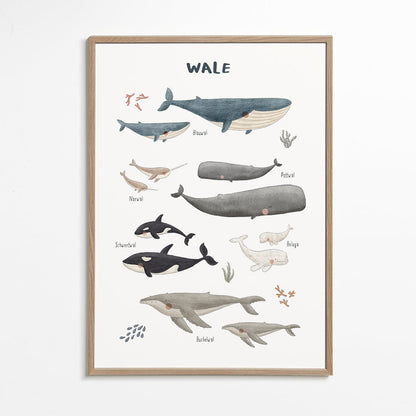 Skorter | Ballenas on white background (German)