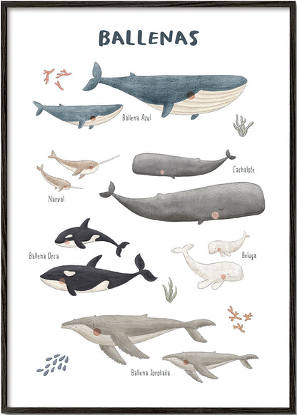 Skorter | Ballenas on white background