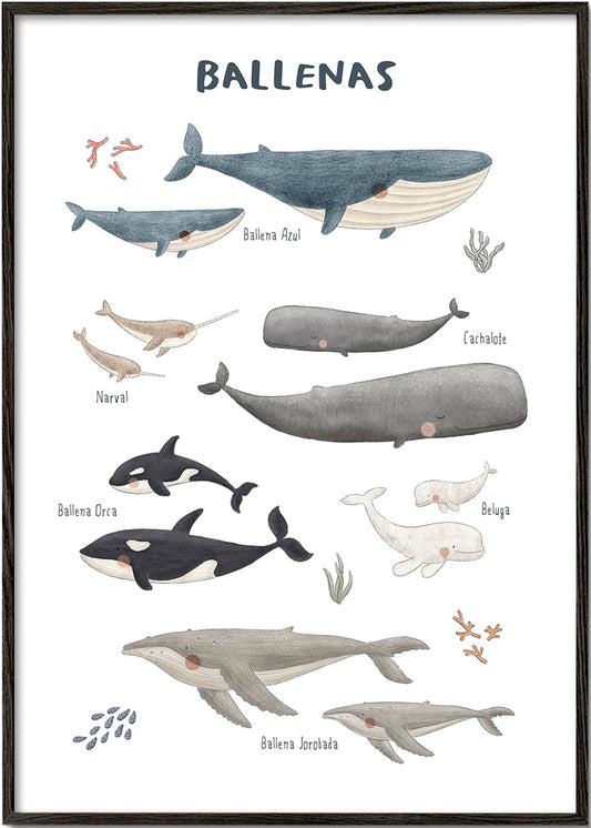 Skorter | Ballenas on white background