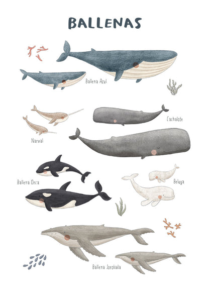 Skorter | Ballenas on white background