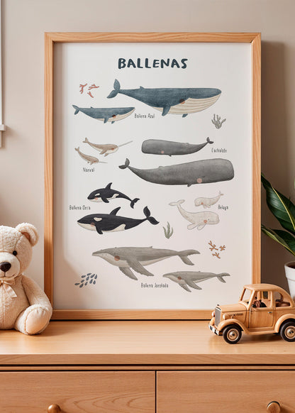 Skorter | Ballenas on white background