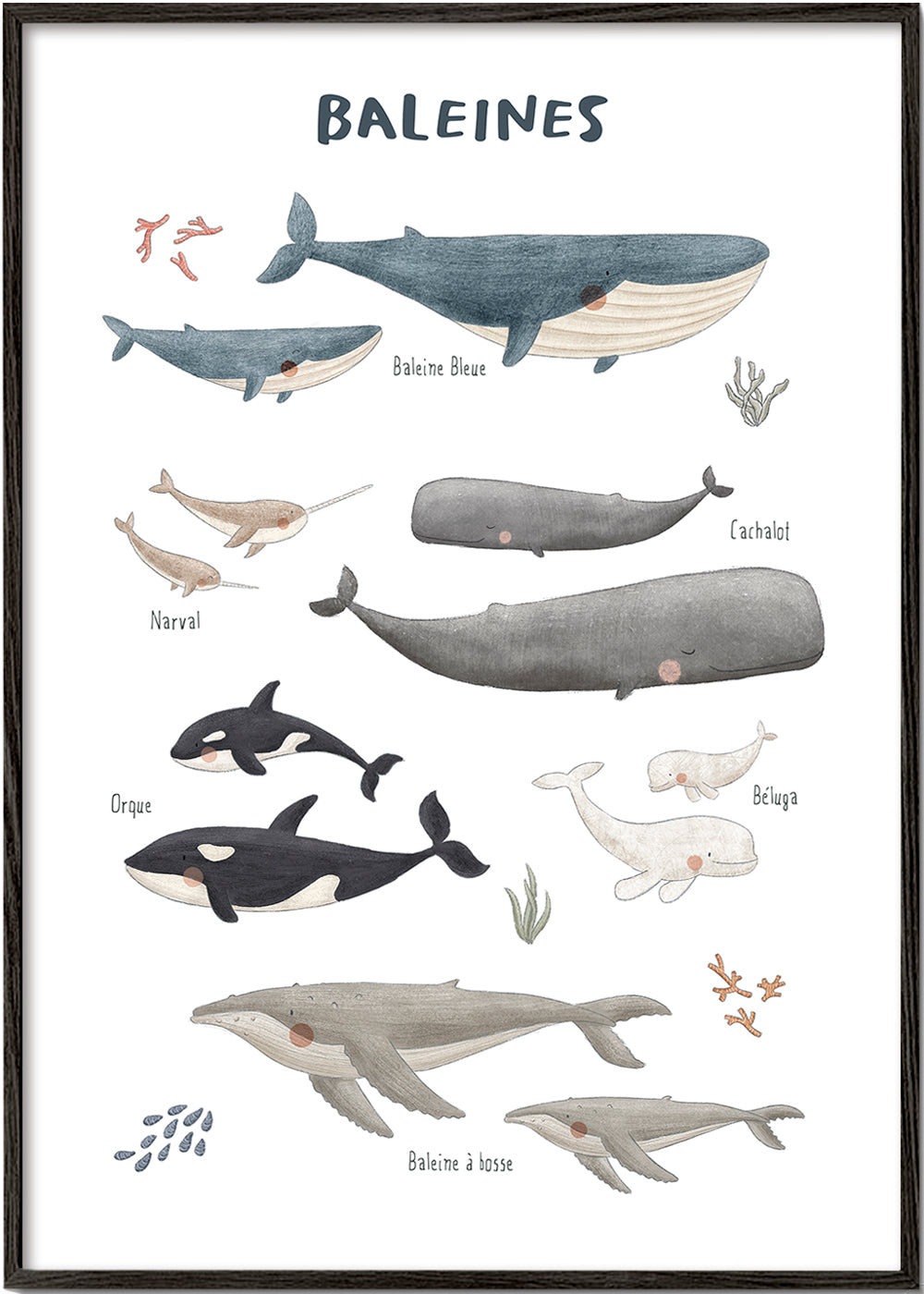 Skorter | Ballenas white background (French)