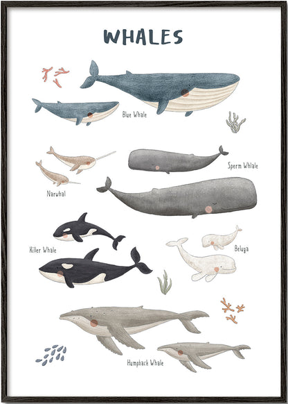 Skorter | Ballenas white background (English)