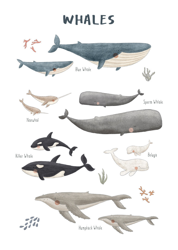 Skorter | Ballenas white background (English)