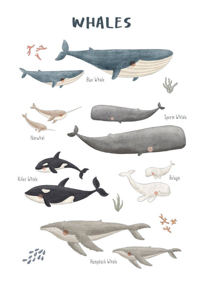 Skorter | Ballenas white background (English)