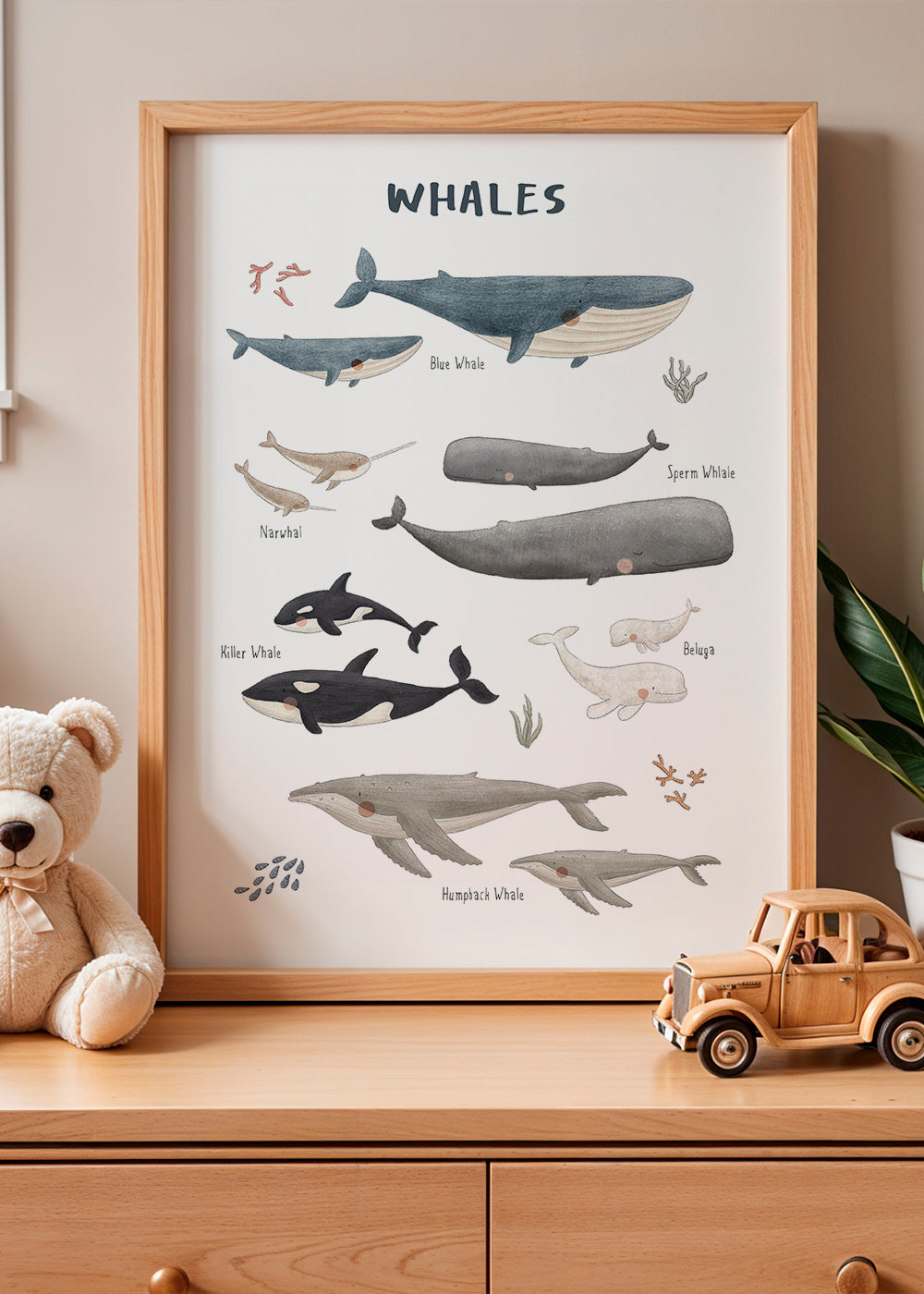 Skorter | Ballenas white background (English)