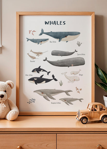 Skorter | Ballenas white background (English)