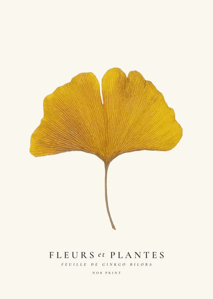 Skorter | Botanical, Flowers and Plants -Ginkgo biloba Leaf