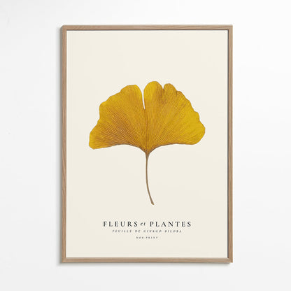 Skorter | Botanical, Flowers and Plants -Ginkgo biloba Leaf
