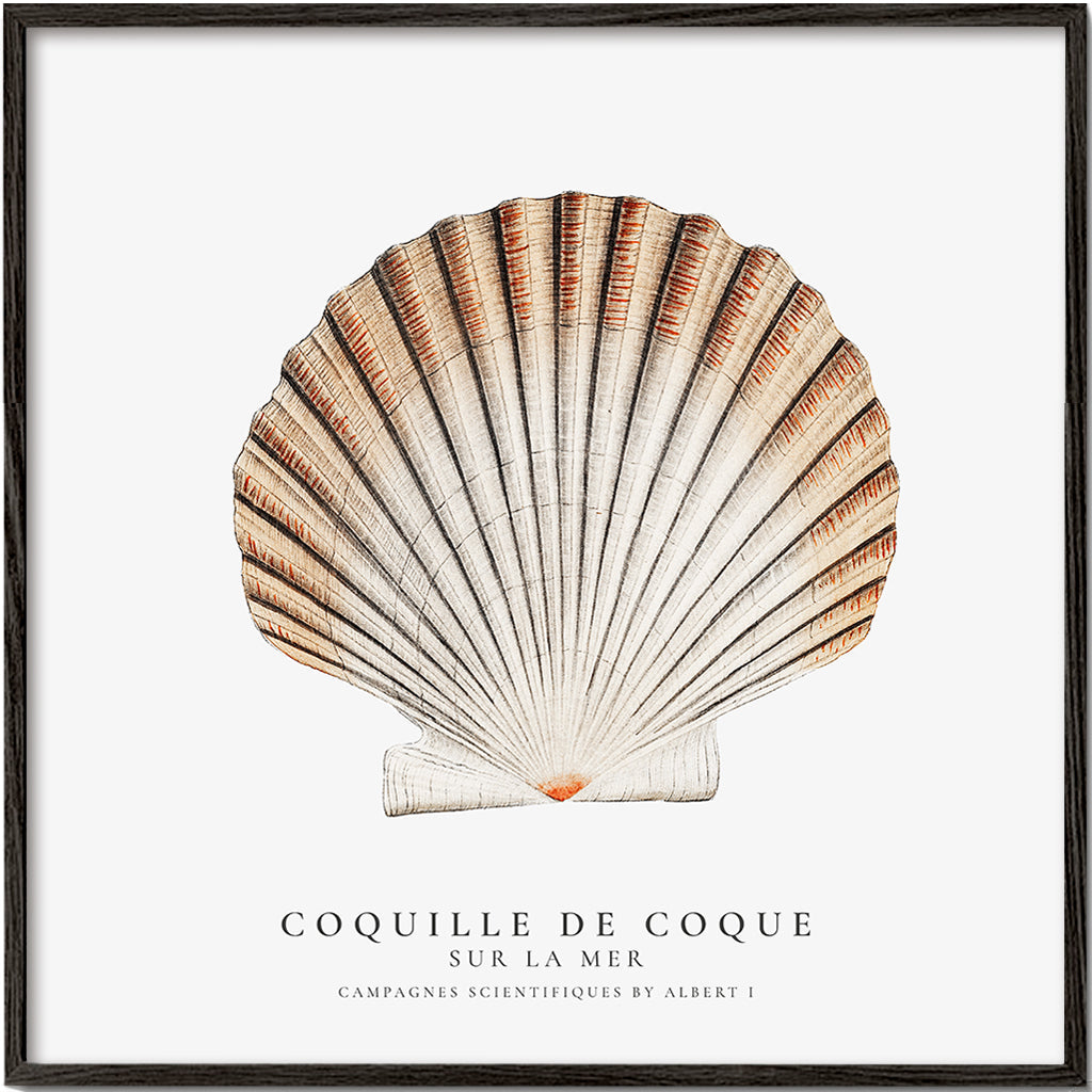 Skorter | Seashell - Sealife collection - SQUARE