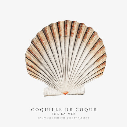 Skorter | Seashell - Sealife collection - SQUARE