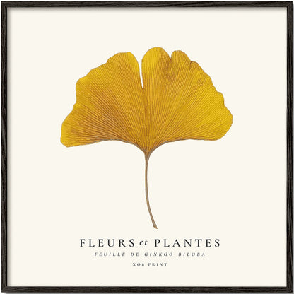 Skorter | Botanical, flowers and plants - Ginkgo biloba leaf - SQUARE