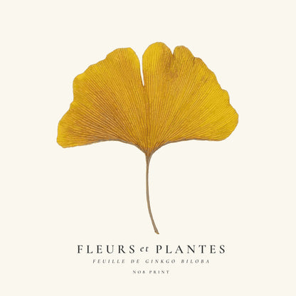 Skorter | Botanical, flowers and plants - Ginkgo biloba leaf - SQUARE