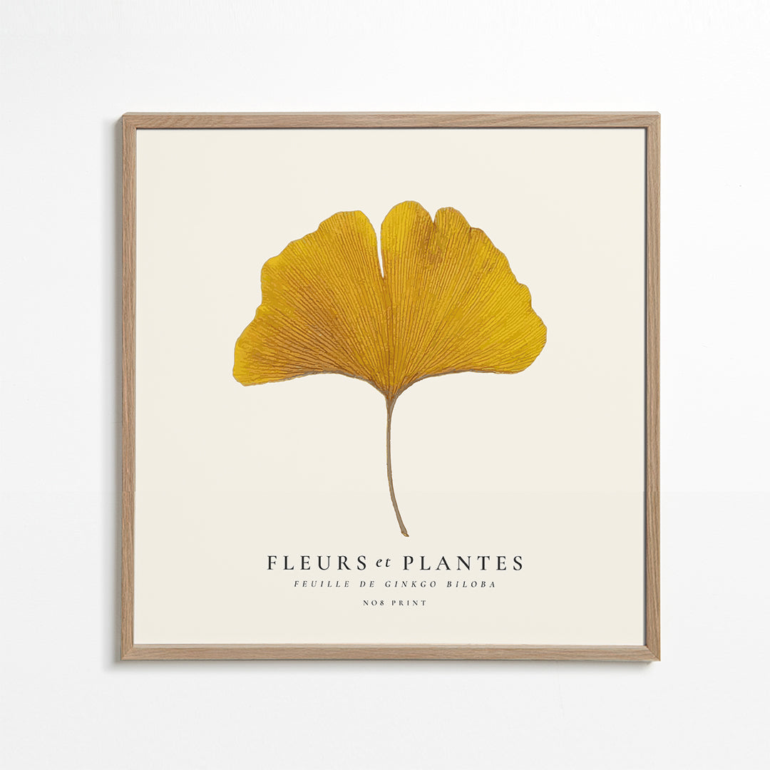 Skorter | Botanical, flowers and plants - Ginkgo biloba leaf - SQUARE