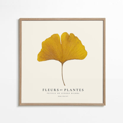 Skorter | Botanical, flowers and plants - Ginkgo biloba leaf - SQUARE
