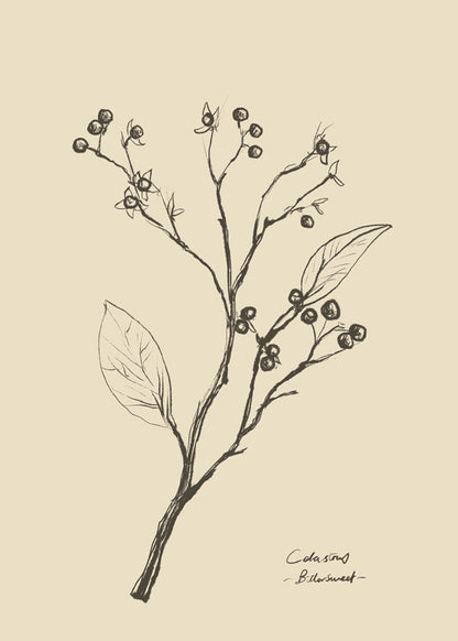 Skorter | Flowers 2 - Dan Hobday