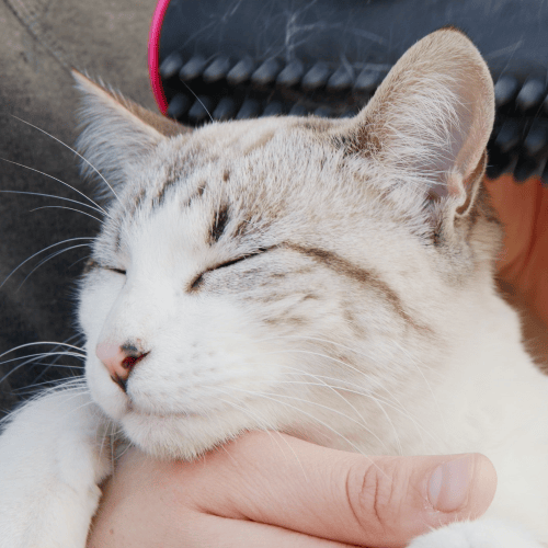 Skorter | 3 in 1 Deshedding Undercoat & Fur Brush