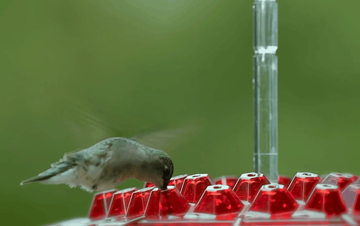 Skorter | Ant-proof Hummingbird Feeder for Outdoor Use with Hanging Perch