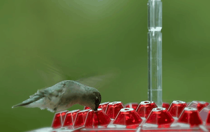 Skorter | Ant-proof Hummingbird Feeder for Outdoor Use with Hanging Perch