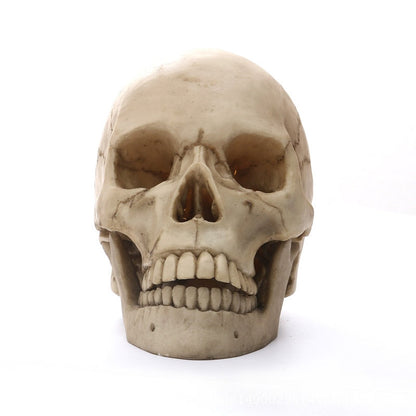Skorter | 1:1 Human Head Skull Statue for Home Decor Resin Figures Halloween Decoration Sculpture Medical Teaching Sketch Model Craft