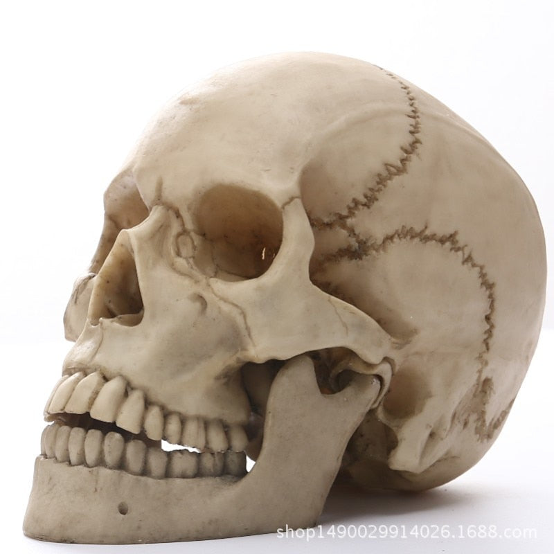 Skorter | 1:1 Human Head Skull Statue for Home Decor Resin Figures Halloween Decoration Sculpture Medical Teaching Sketch Model Craft