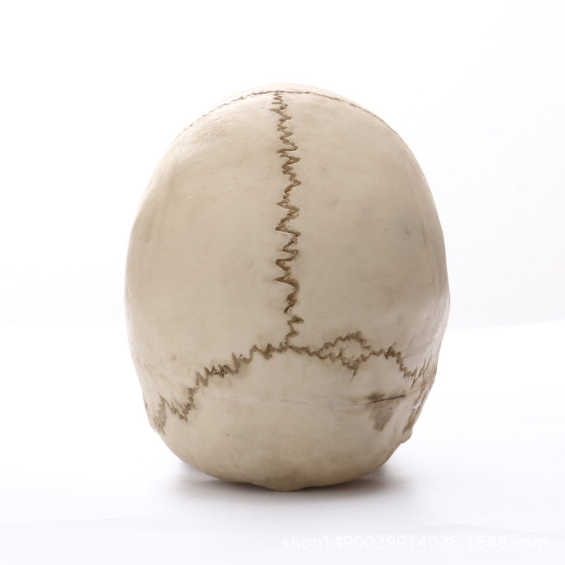 Skorter | 1:1 Human Head Skull Statue for Home Decor Resin Figures Halloween Decoration Sculpture Medical Teaching Sketch Model Craft