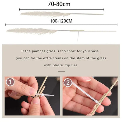 Skorter | BohoBliss - Dried Pampas Grass