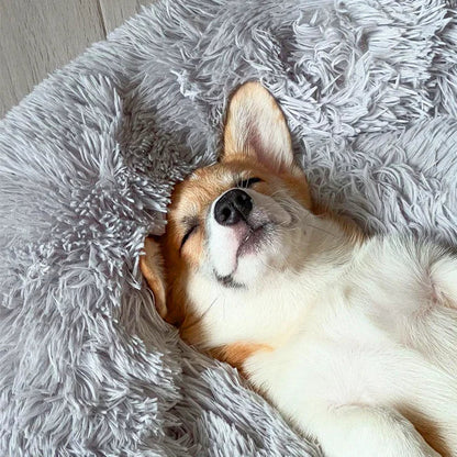 Skorter | Calming Dog Bed